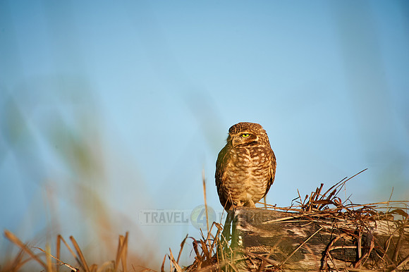 Burrowing Owl