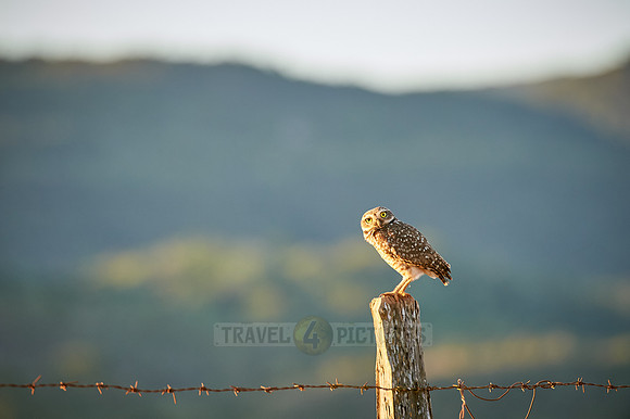 Burrowing Owl