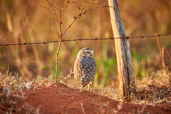 Burrowing Owl