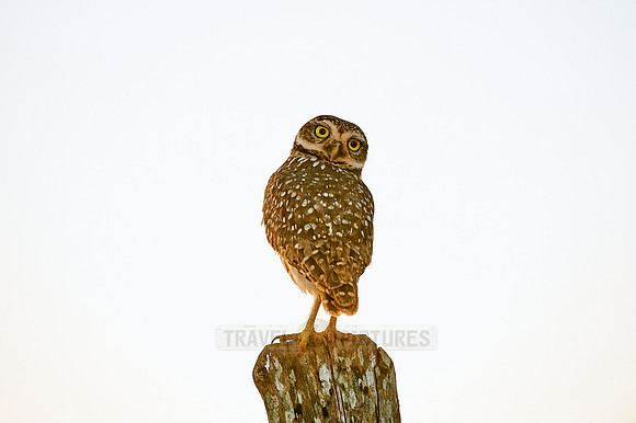 Burrowing Owl