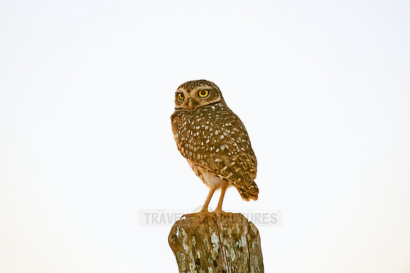Burrowing Owl