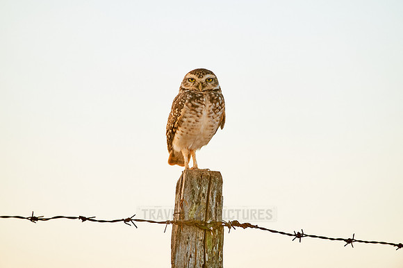 Burrowing Owl