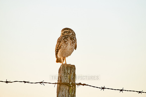 Burrowing Owl