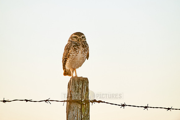 Burrowing Owl