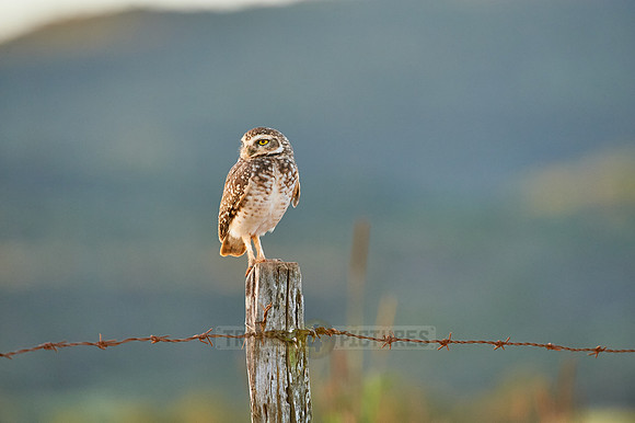 Burrowing Owl