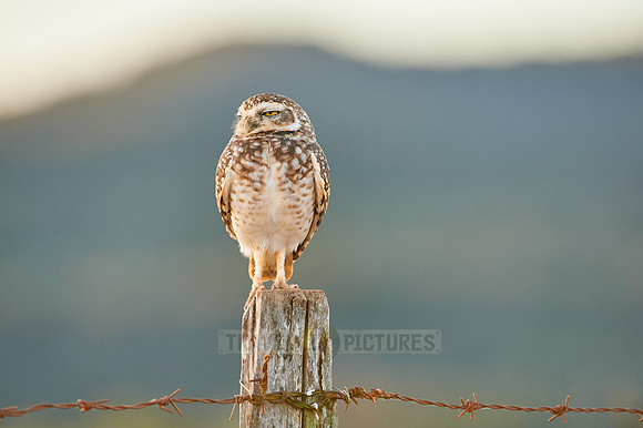 Burrowing Owl