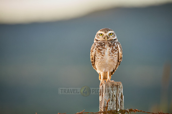 Burrowing Owl