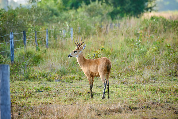 march deer, Blastocerus Dichotomus