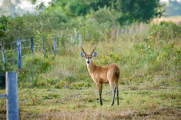 march deer, Blastocerus Dichotomus