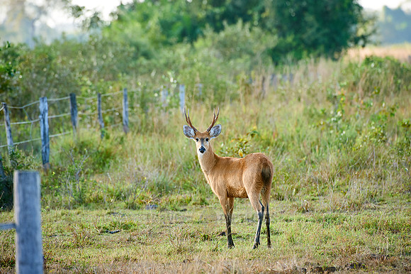 march deer, Blastocerus Dichotomus