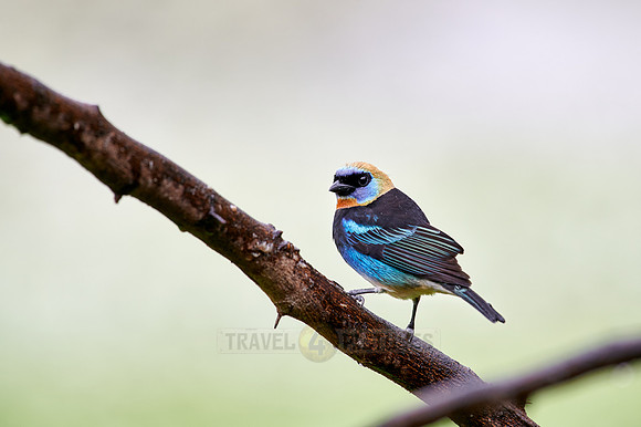 golden-hooded tanager (Stilpnia larvata)