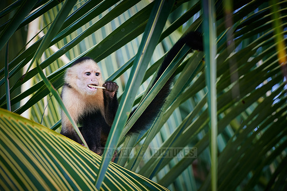 Panamanian white-faced capuchin (Cebus imitator)|