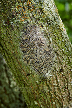 oak processionary (Thaumetopoea processionea)