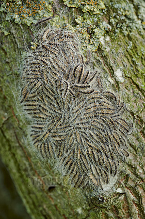 oak processionary (Thaumetopoea processionea)