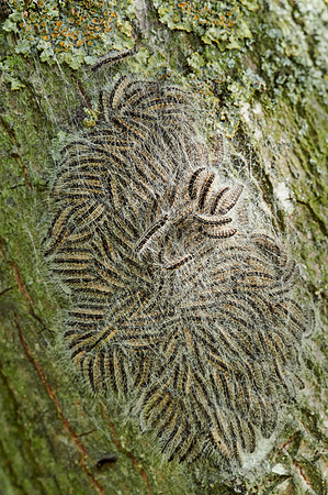 oak processionary (Thaumetopoea processionea)