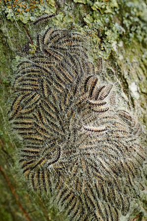 oak processionary (Thaumetopoea processionea)