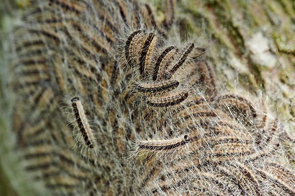 oak processionary (Thaumetopoea processionea)