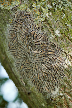 oak processionary (Thaumetopoea processionea)