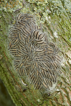 oak processionary (Thaumetopoea processionea)