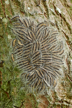 oak processionary (Thaumetopoea processionea)