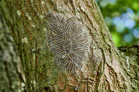 oak processionary (Thaumetopoea processionea)