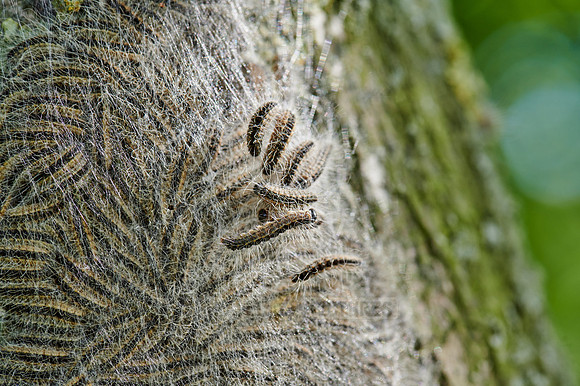 oak processionary (Thaumetopoea processionea)