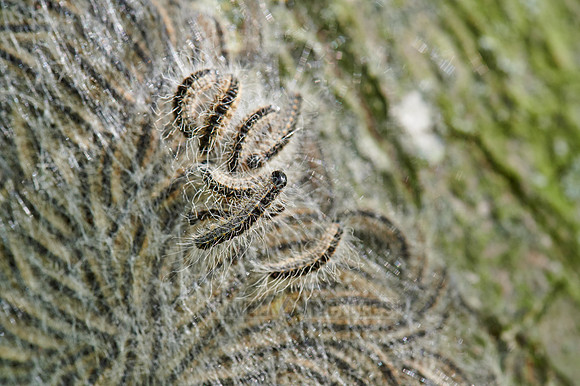 oak processionary (Thaumetopoea processionea)