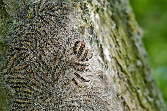 oak processionary (Thaumetopoea processionea)