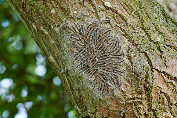 oak processionary (Thaumetopoea processionea)