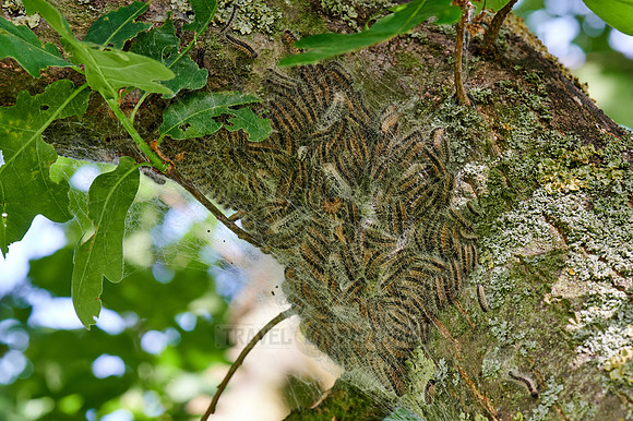 oak processionary (Thaumetopoea processionea)