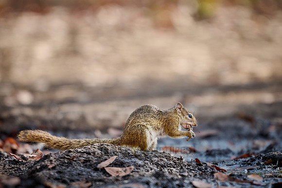 Smith's bush squirrel (Paraxerus cepapi), also known as the yellow-footed squirrel or tree squirre
