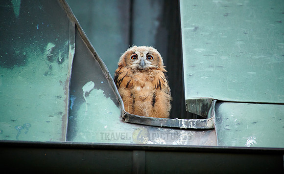 juvenile Eurasian eagle-owl on roof of a church