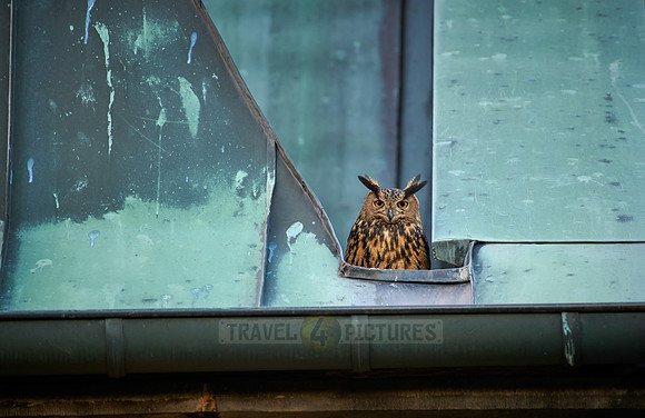 Eurasian eagle-owl on roof of a church