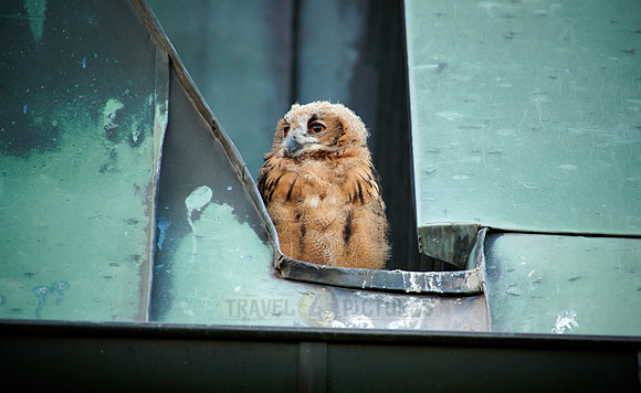 juvenile Eurasian eagle-owl on roof of a church