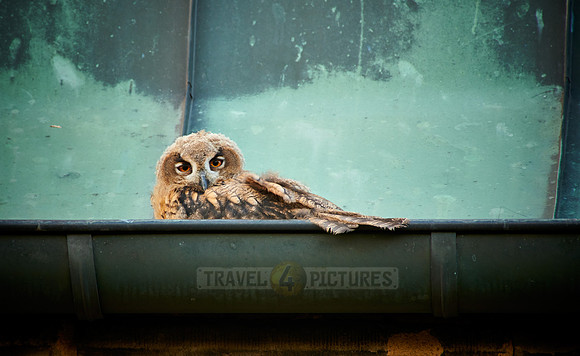 juvenile Eurasian eagle-owl on roof of a church