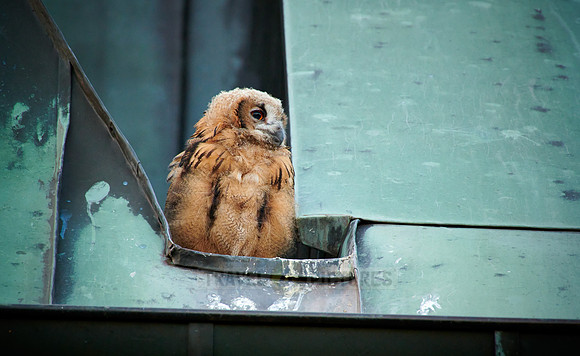juvenile Eurasian eagle-owl on roof of a church