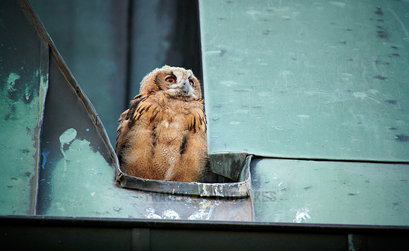 juvenile Eurasian eagle-owl on roof of a church