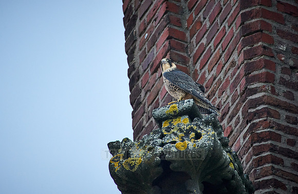 young Peregrine Falcon (Falco peregrinus)