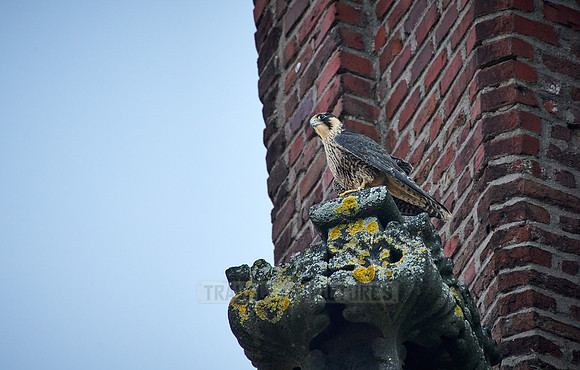 young Peregrine Falcon (Falco peregrinus)