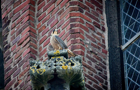 young Peregrine Falcon (Falco peregrinus)