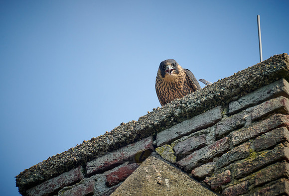 young Peregrine Falcon (Falco peregrinus)