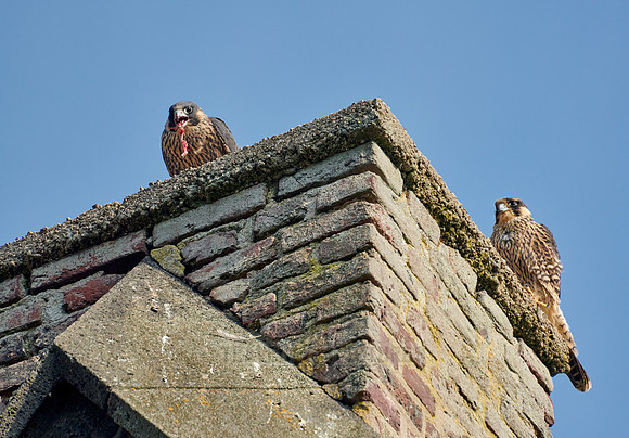 two young Peregrine Falcon (Falco peregrinus)