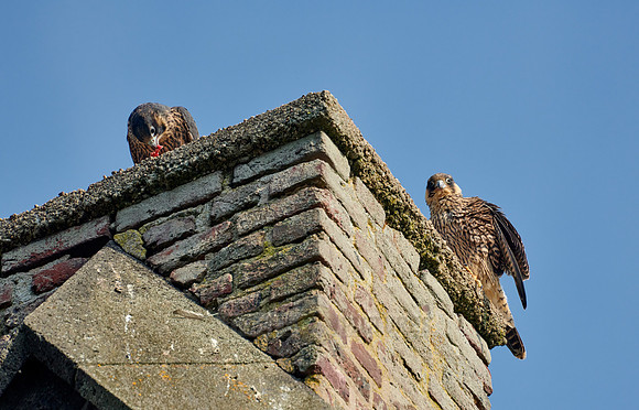 two young Peregrine Falcon (Falco peregrinus)