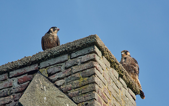 two young Peregrine Falcon (Falco peregrinus)