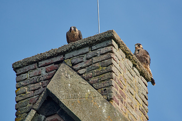 two young Peregrine Falcon (Falco peregrinus)