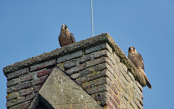 two young Peregrine Falcon (Falco peregrinus)