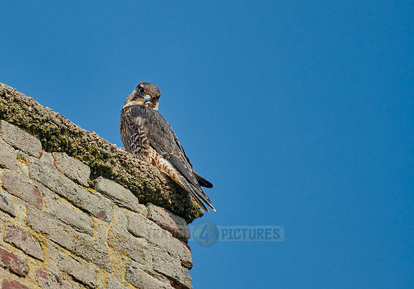 young Peregrine Falcon (Falco peregrinus