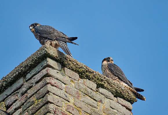 two young Peregrine Falcon (Falco peregrinus)