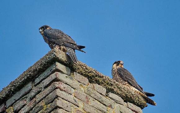 two young Peregrine Falcon (Falco peregrinus)