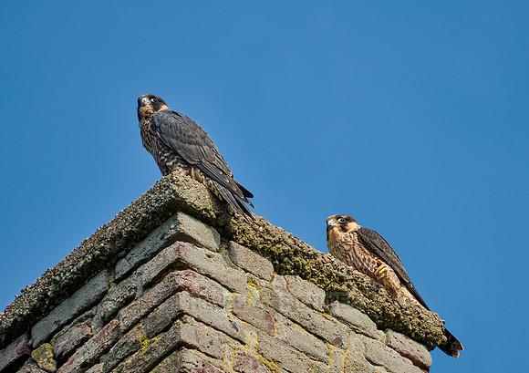 two young Peregrine Falcon (Falco peregrinus)